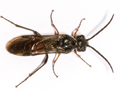 Dolerus pratensis